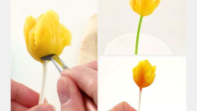 The Blooming Tulip