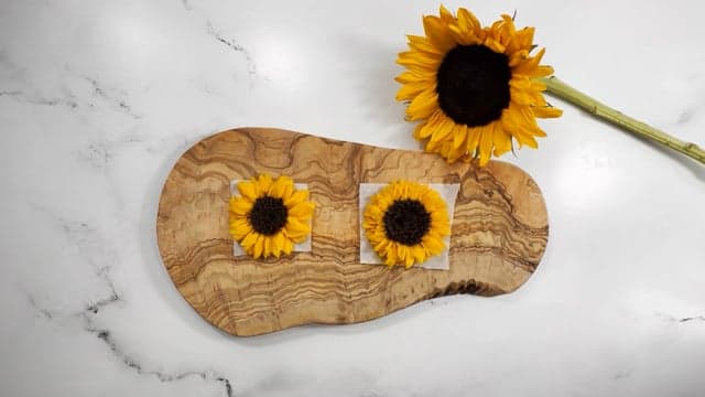 The Full Bloom Sunflower